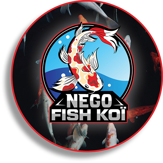 NEGO FISH KOÏ